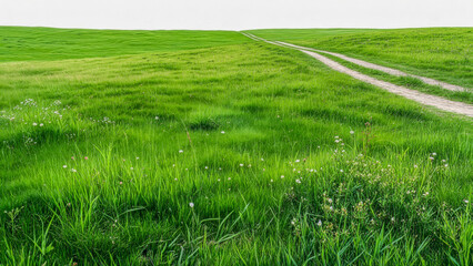 Obraz premium Rolling green fields stretch under a clear sky with a dirt road weaving through the landscape during daytime