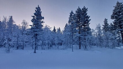 A winter landscape with snow-covered trees. 150 km above the Arctic Circle at 67° North, Kangos,...