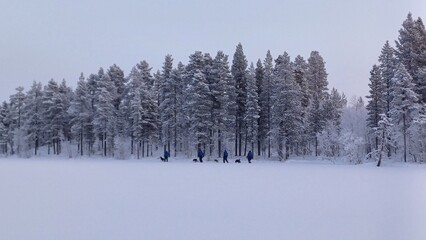 4 people are walking with husky dogs in a winter landscape along the edge of a forest. 150 km above the Arctic Circle at 67&deg; North, Kangos, Swedish Lapland, Sweden