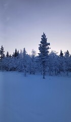 A winter landscape with snow-covered trees. 150 km above the Arctic Circle at 67&deg; North, Kangos, Swedish Lapland, Sweden