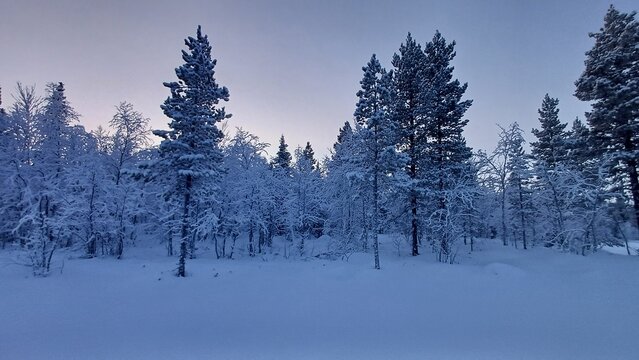 A winter landscape with snow-covered trees. 150 km above the Arctic Circle at 67&deg; North, Kangos, Swedish Lapland, Sweden