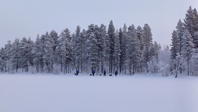 4 people are walking with husky dogs in a winter landscape along the edge of a forest. 150 km above the Arctic Circle at 67&deg; North, Kangos, Swedish Lapland, Sweden