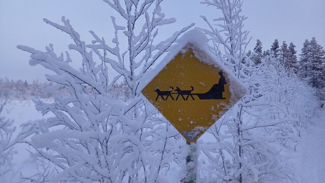 A yellow traffic sign warning of a sled with dogs or sled dogs in a winter landscape with snow. 150 km above the Arctic Circle at 67&deg; North, Kangos, Swedish Lapland, Sweden