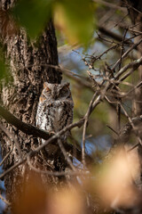 A sleepy African Scops Owl (Otus senegalensis) rests at the Tsendze Camp in Kruger National Park, South Africa. Strictly nocturnal, this owl spends its days perched quietly near the trunk of a tree.