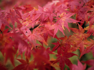 12月に撮影した紅く紅葉したモミジ