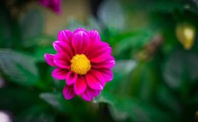 Obraz premium Vibrant pink dahlia flower with a yellow center, surrounded by lush green leaves
