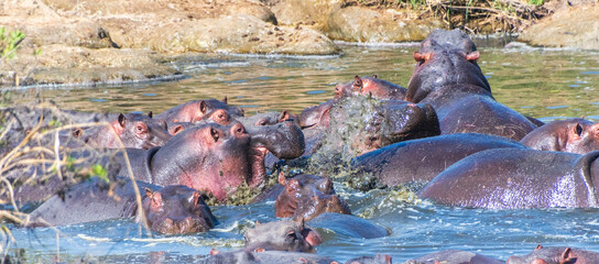Telephoto of a group of hippopotami, Hippopotamus amphibius, floating partially submerged in a hippo pool in the Serengeti National Park, Tanzania