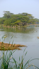 reeds on the bank of lake, ducks and birds in the lake, view of a bird santuary