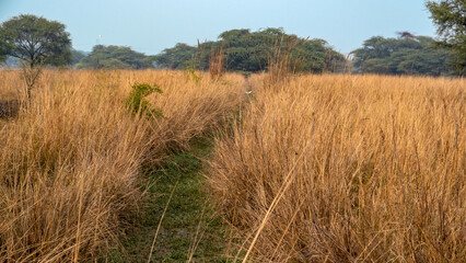 Fototapeta premium dry grass land in the summer