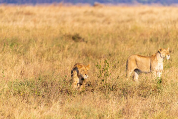 A pride of lions -Panthera Leo- in the golden light of the early morning in the Serengeti, Tanzania