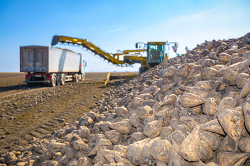 Close-up on pile of sugar beet, collecting, loading into a truck for transportation