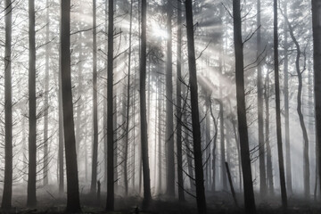 Obraz premium Winter forest landscape in the fog