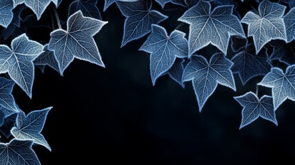 Frost Covered Ivy Leaves Against Dark Background