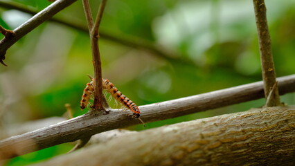 Antheromorpha uncinata climbing on the branches of the bougainvillea