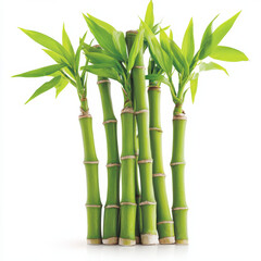 Fototapeta premium Vibrant green bamboo plants with intricate textures