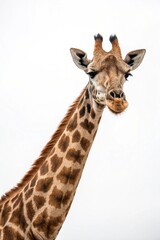 portrait of a giraffe