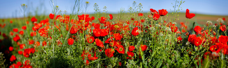 Field of red poppies, panoramic shot. Kyrgyzstan