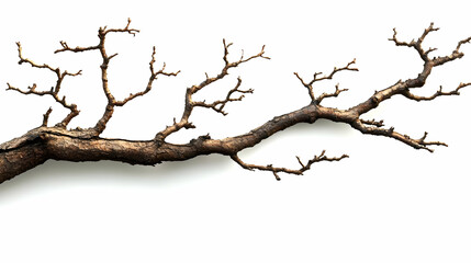 Bare Branch with Textured Bark Stretches Across a Clean White Backdrop