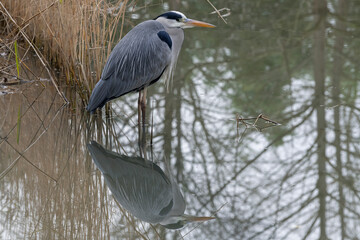Nancy, France - View on a Grey heron placed on a body of water in a city park with reflections in the water.