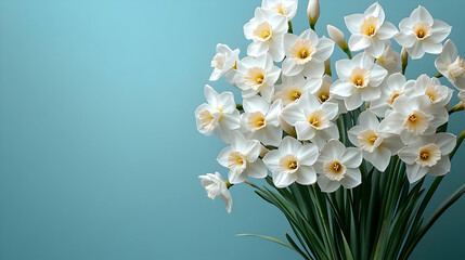 White Narcissus Flowers Bloom Beautifully Against a Teal Background, Symbolizing Spring's Arrival
