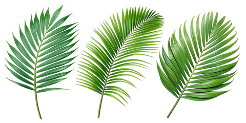 Tropical palm leaves, vibrant green fronds, botanical illustration