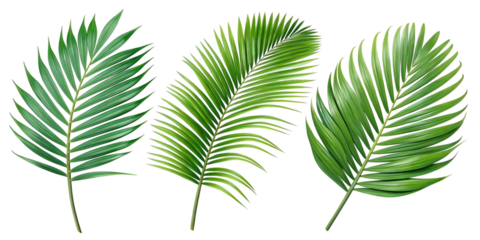 Tropical palm leaves, vibrant green fronds, botanical illustration