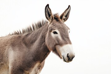 A close-up of a donkey's face against a light background.