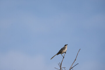 Northern mockingbird looks up towards a blue sky from a leafless branch