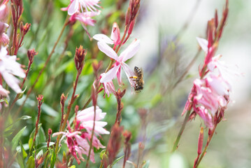 springtimes happy bee drinking pollen