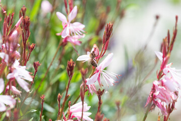 springtimes happy bee drinking pollen