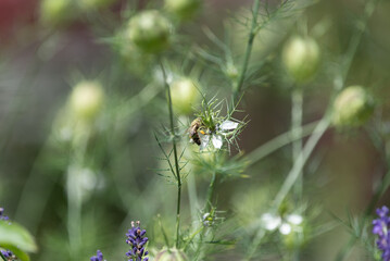 springtimes happy bee drinking pollen