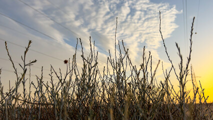 my eyes are resting In the desert of Kuwait