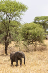 Naklejka premium African Elephant walking in Tarangire National Park in Tanzania East Africa