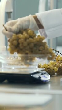 Wine factory, grape processing metal machine squeezing. Making Wine At Winery Grape sheller at the work with white grapes