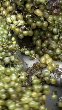 Wine factory, grape processing metal machine squeezing. Making Wine At Winery Grape sheller at the work with white grapes
