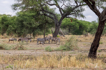 Scenic landscape with herd of zebra in Tarangire National Park in Tanzania East Africa