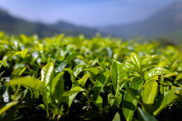 Tea plantations in Munnar, Kerala, India