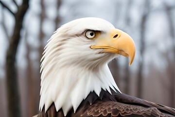 Fototapeta premium Bald Eagle 