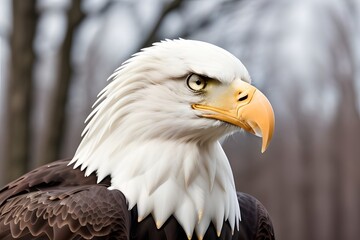 Obraz premium Bald Eagle 