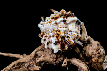 Murex Haustellum Shell on Driftwood