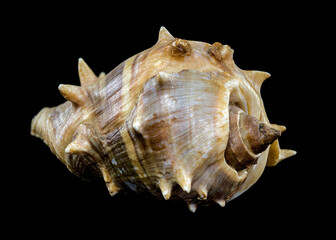 Spiny Melongena Sea Shell Close-Up on black background
