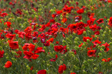 Obraz premium Coquelicots vigoureux au printemps à El Grado, Aragon, Espagne