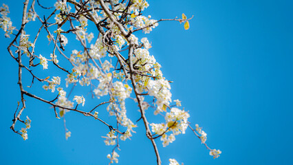 Beautiful floral spring abstract background of nature. Branches of blossoming apricot macro with soft focus on gentle light blue sky background. For easter and spring greeting cards with copy space