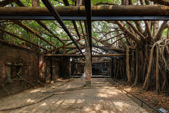 roots of a tree in house Anping Tainan, Taiwan