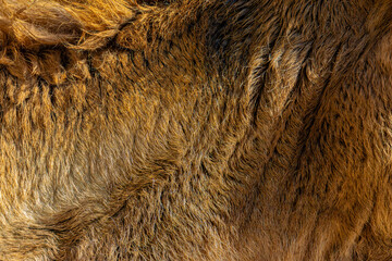 close up of fur texture	
