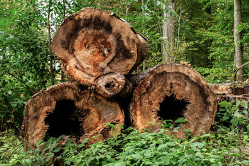 View of old tree cuttings from the end in a city park.