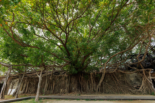 roots of a banyan tree in house Anping Tainan, Taiwan