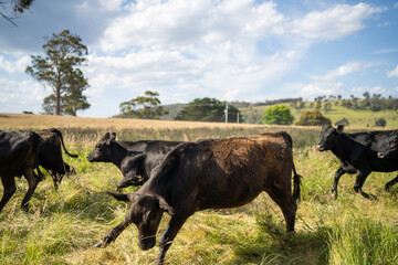 beautiful cattle in Australia  eating grass, grazing on pasture. Herd of cows free range beef being regenerative raised on an agricultural farm. Sustainable farming 