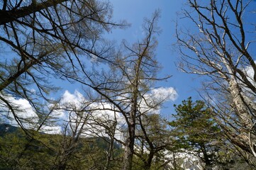 澄み渡る青空と木々のシルエット – 自然が織りなす美しさ