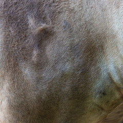 close up of fur texture